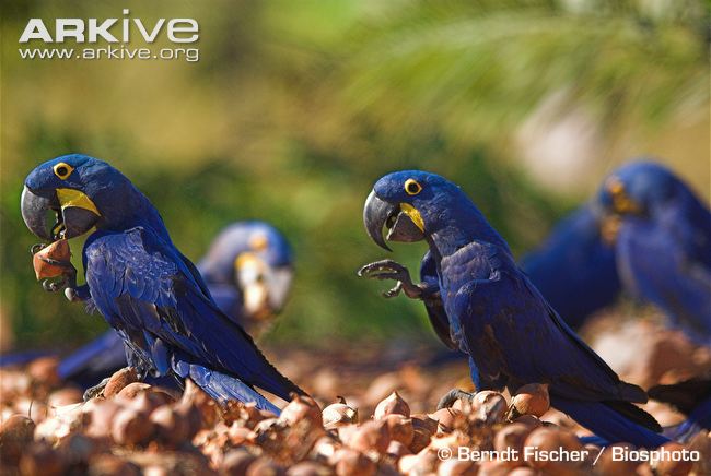 Hyacinth-macaws-eating-palm-nuts.jpg