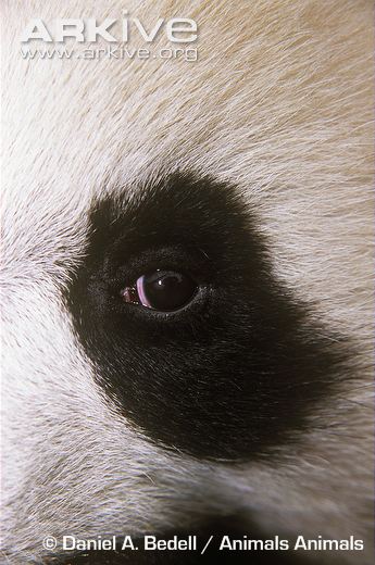Giant-panda-close-up-of-eye.jpg