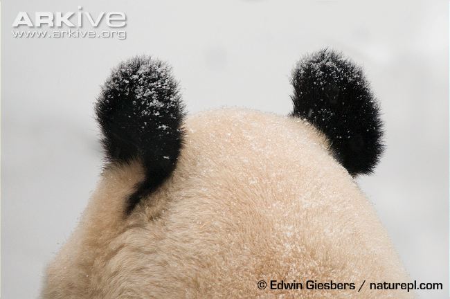 Giant-panda-ears-in-the-snow.jpg