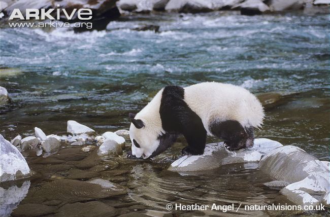 Giant-panda-drinking-from-river.jpg