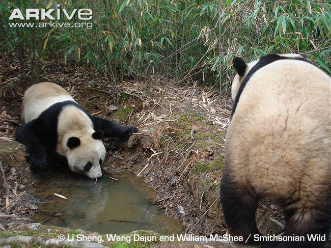 Giant-panda-drinking-camera-trap-image.jpg