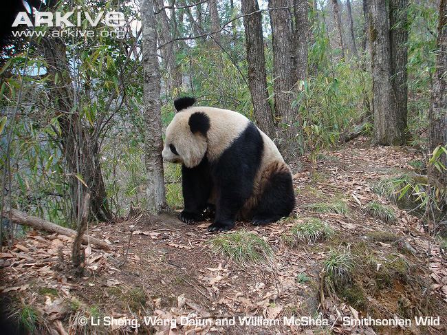 Giant-panda-camera-trap-image.jpg