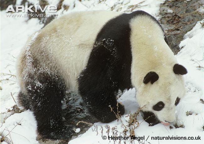 Giant-panda-licking-snow-for-moisture.jpg