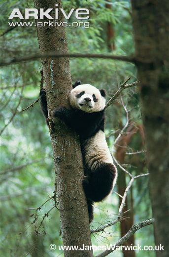 Giant-panda-climbing-pine-tree.jpg