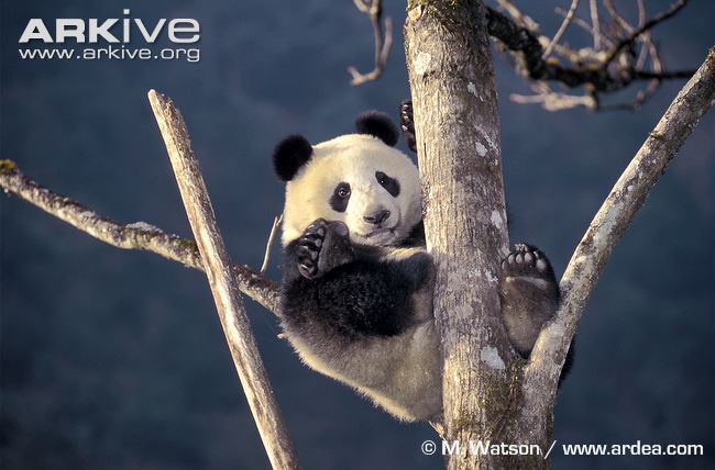 Giant-panda-in-tree.jpg