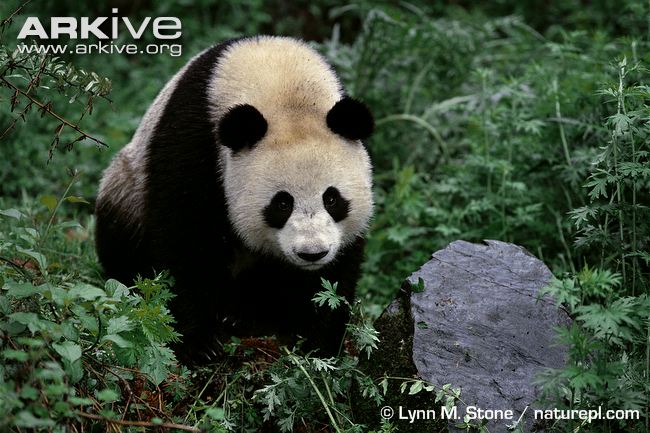 Giant-panda.jpg