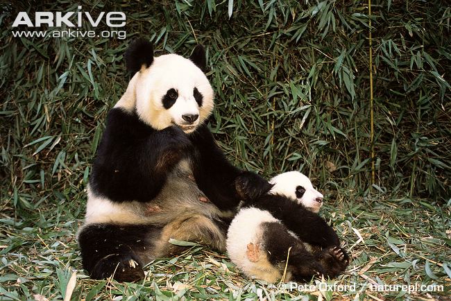 Female-giant-panda-with-young.jpg