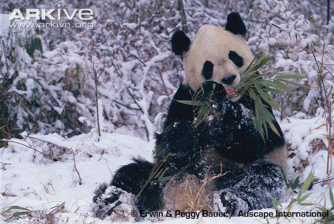 Giant-panda-feeding-on-bamboo-shoots.jpg
