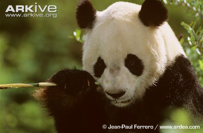 Giant-panda-eating-bamboo.jpg