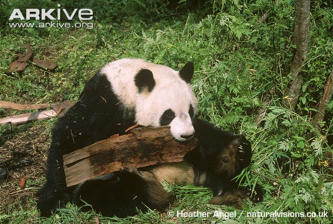 Giant-panda-chewing-bark.jpg