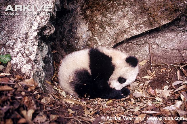 Giant-panda-infant.jpg