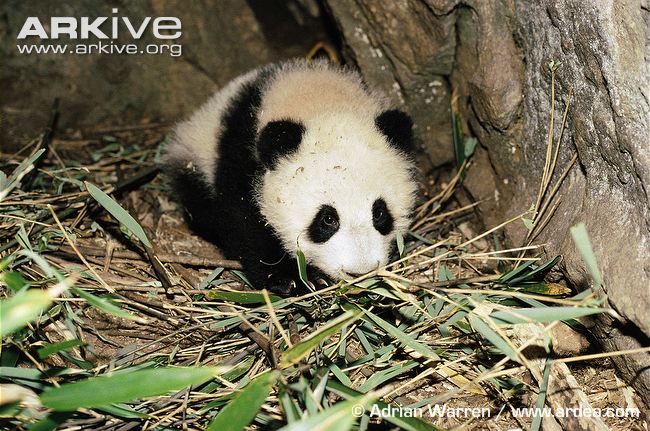 Giant-panda-infant-in-den.jpg