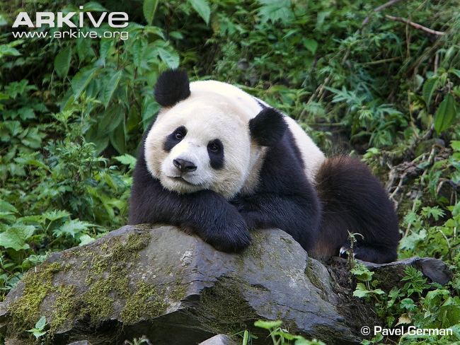 Giant-panda-resting.jpg
