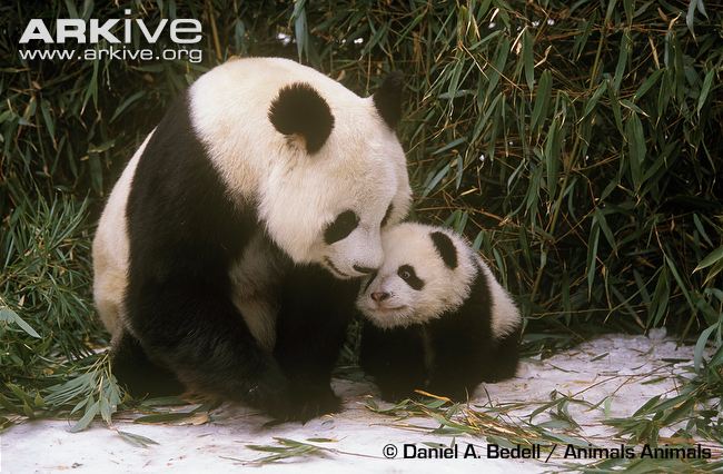 Giant-panda-with-cub.jpg