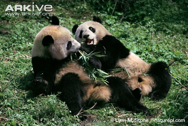 Giant-pandas-playing.jpg