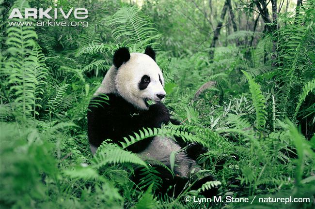 Giant-panda-feeding-on-vegetation.jpg