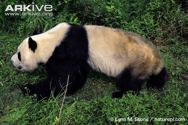 Giant-panda-walking.jpg