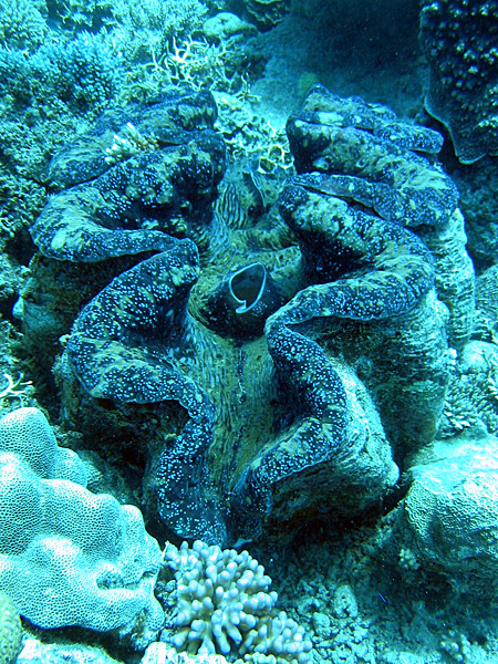 Giant_clam_or_Tridacna_gigas.jpg