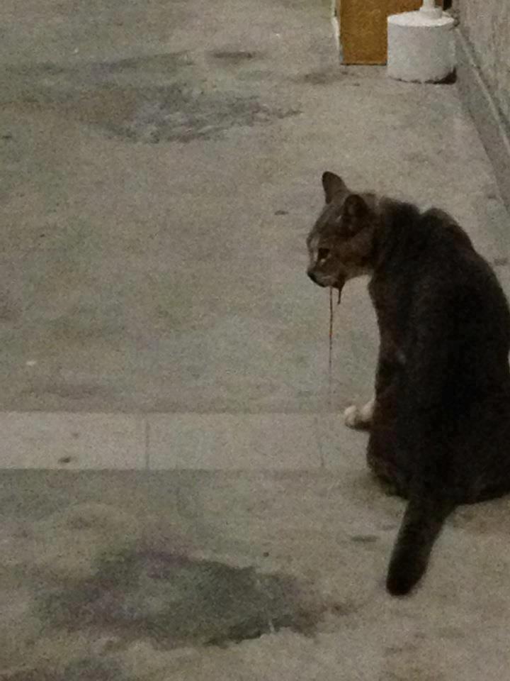 CAT.jpg