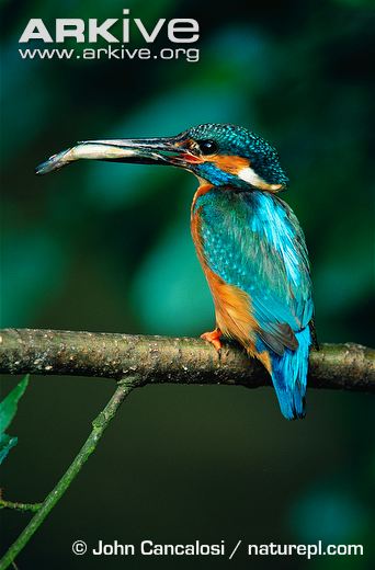 Kingfisher-with-fish.jpg