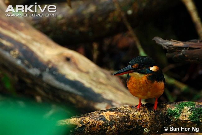 Female-blue-banded-kingfisher-perched-on-branch.jpg