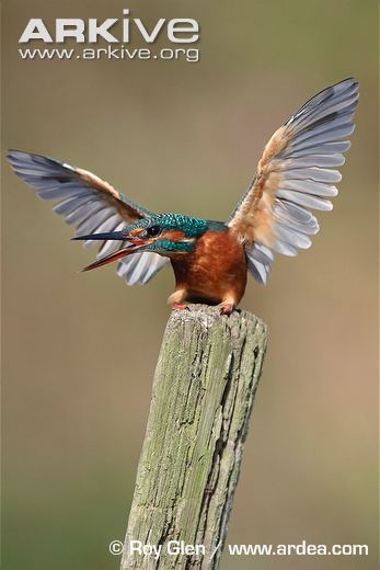 Adult-female-kingfisher-in-defensive-posture.jpg