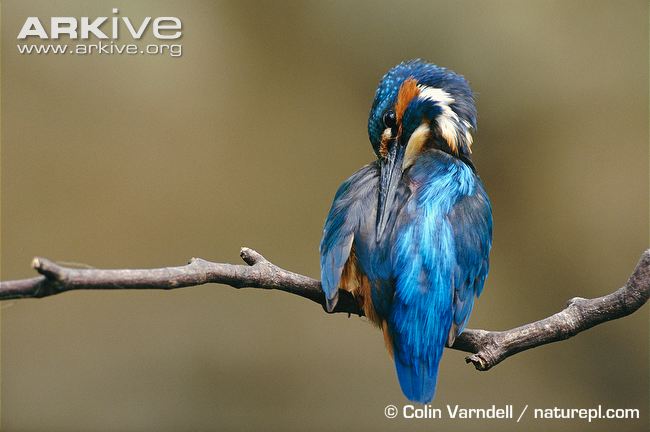 Kingfisher-preening.jpg