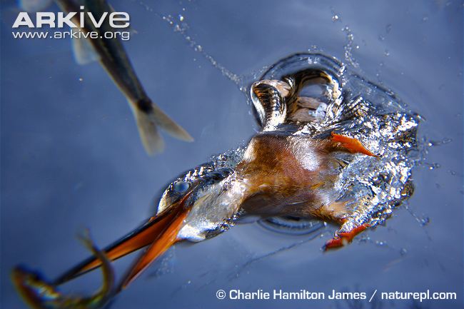 Kingfisher-adult-female-diving-into-water-and-catching-a-fish.jpg