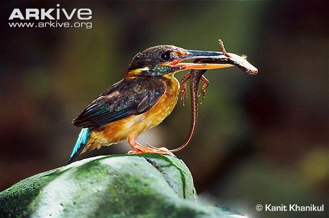 Blue-banded-kingfisher-female-with-lizard-prey.jpg