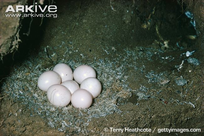 Kingfisher-eggs-in-nest.jpg