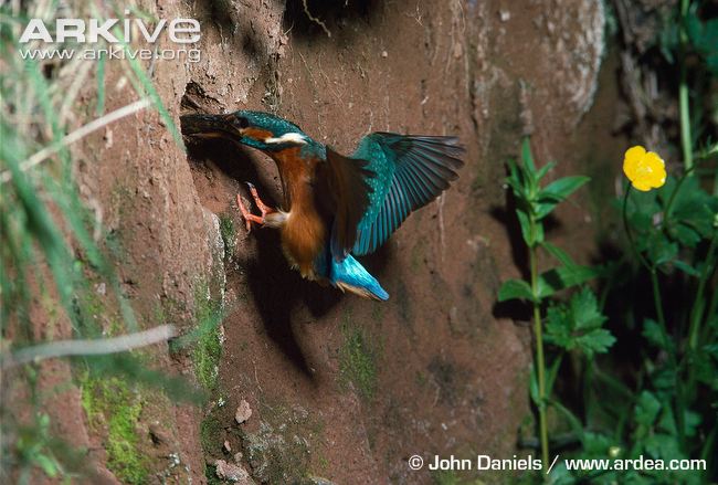 Kingfisher---carrying-fish-to-nest-hole.jpg