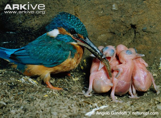 Kingfisher-feeding-5-day-old-chicks.jpg