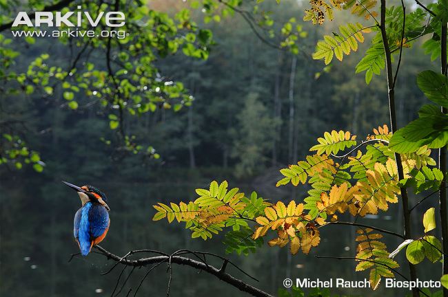 Kingfisher-perched-on-branch-over-lake.jpg