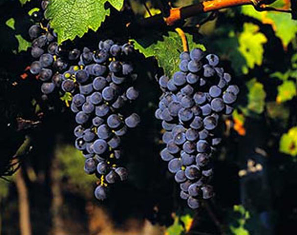 cabernet_sauvignon_grapes.jpg