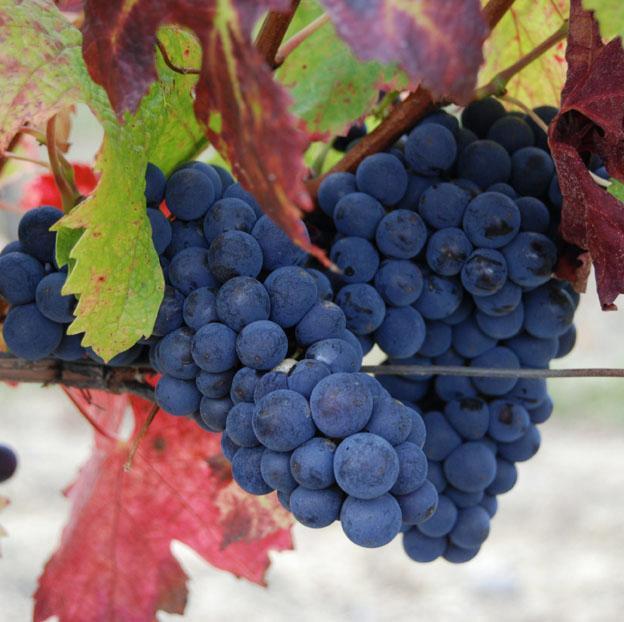 Cabernet franc.jpg