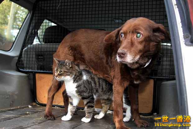 blind-dog-called-terfel-has-a-guide-cat-called-pwditat-image-3-77779022.jpg