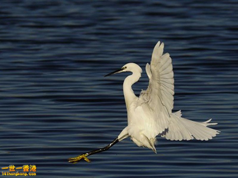 Egret.jpg