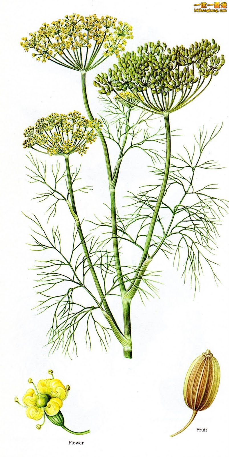 蒔蘿（Dill）畫.jpg