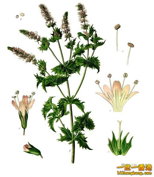 留蘭香（Mentha spicata）.jpg