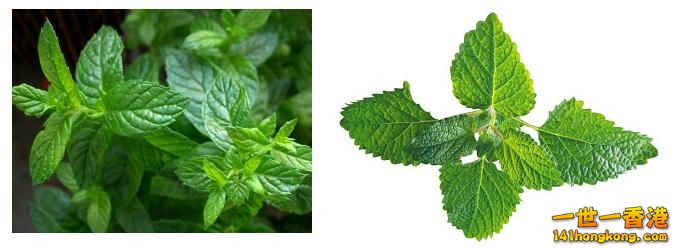 留蘭香（Mentha spicata）1.jpg