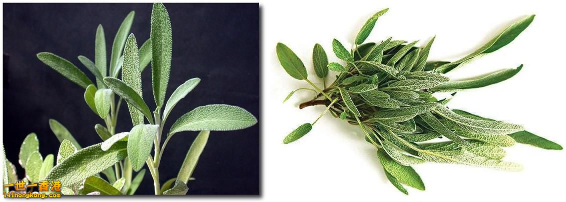 鼠尾草(Sage)1.jpg