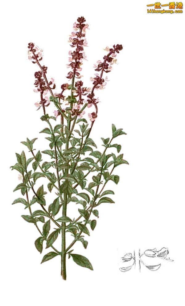 Ocimum basilicum.jpg