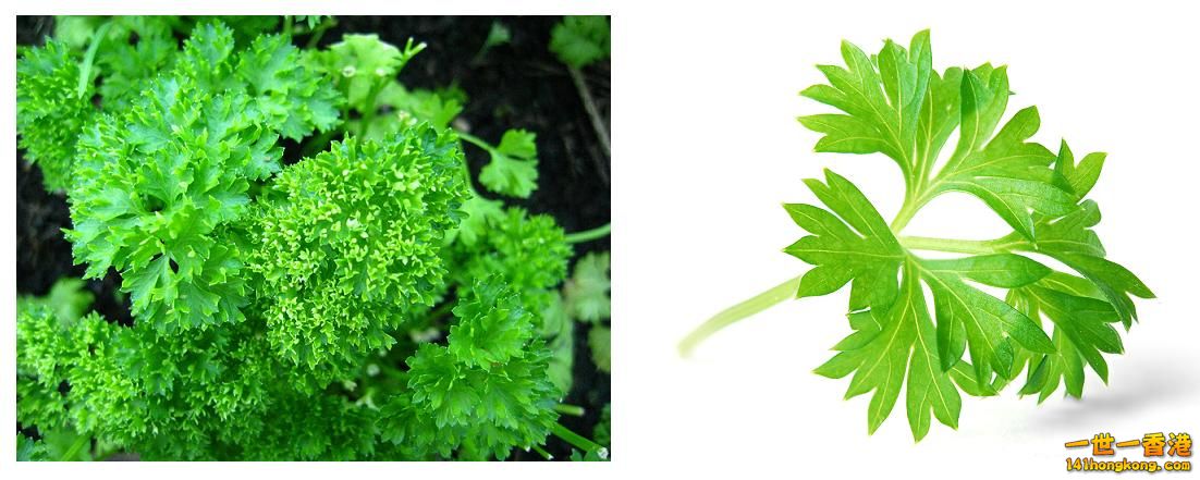 Parsley.jpg