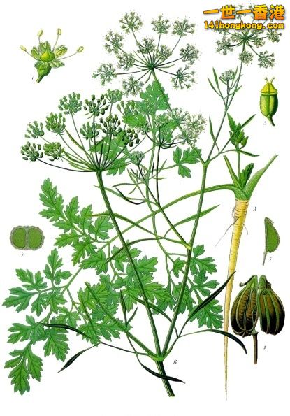 (Petroselinum crispum.jpg