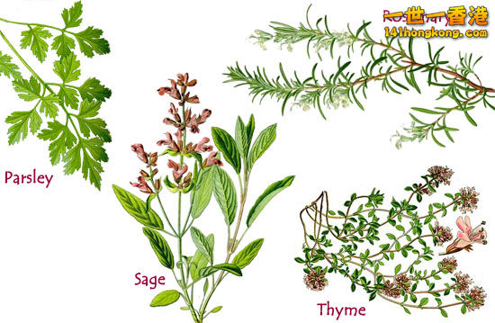 parsley_sage_rosemary_thyme.jpg