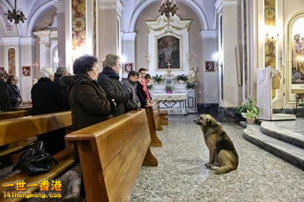 shepherd-goes-to-church-02.jpg