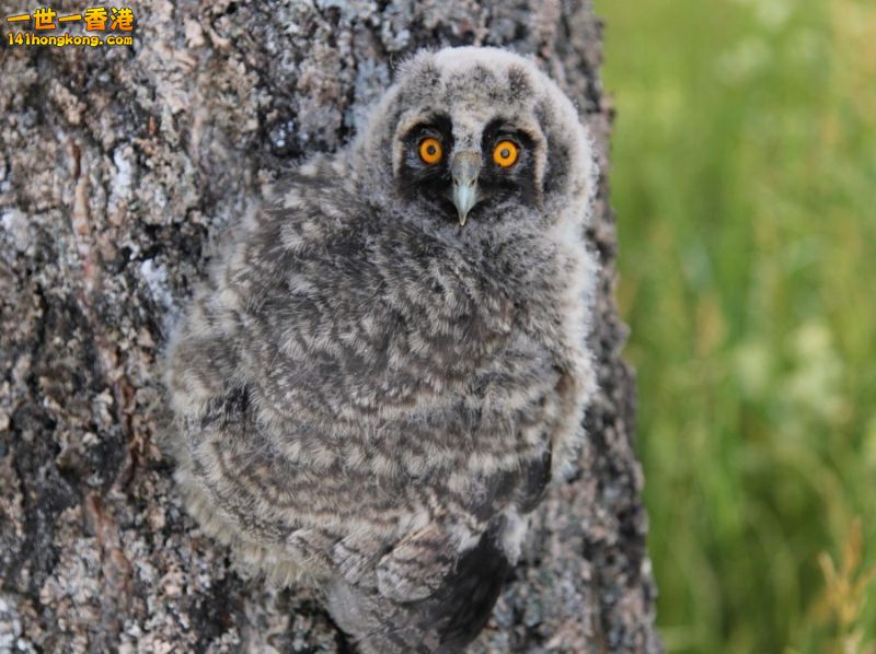 camouflage_owl_03.jpg