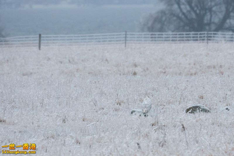 camouflage_owl_10.jpg