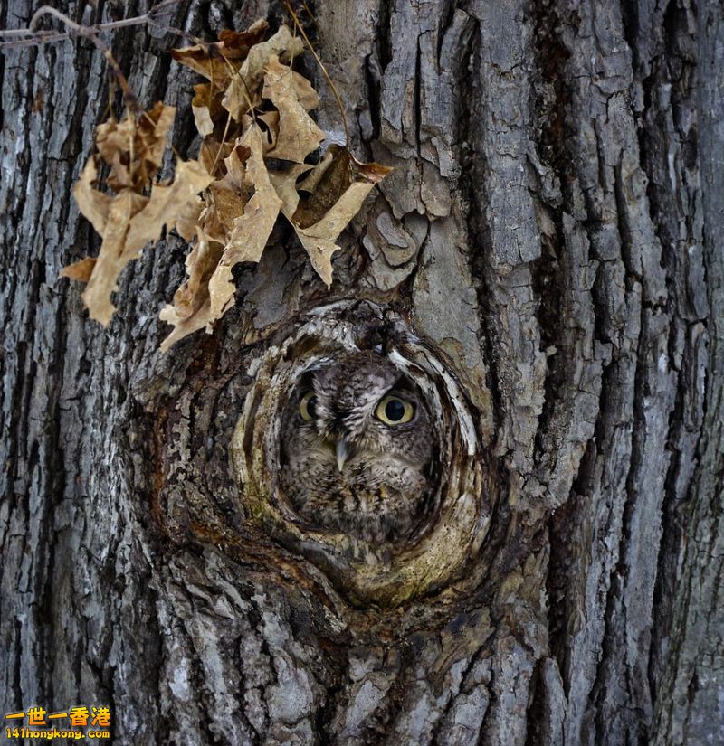 camouflage_owl_13.jpg