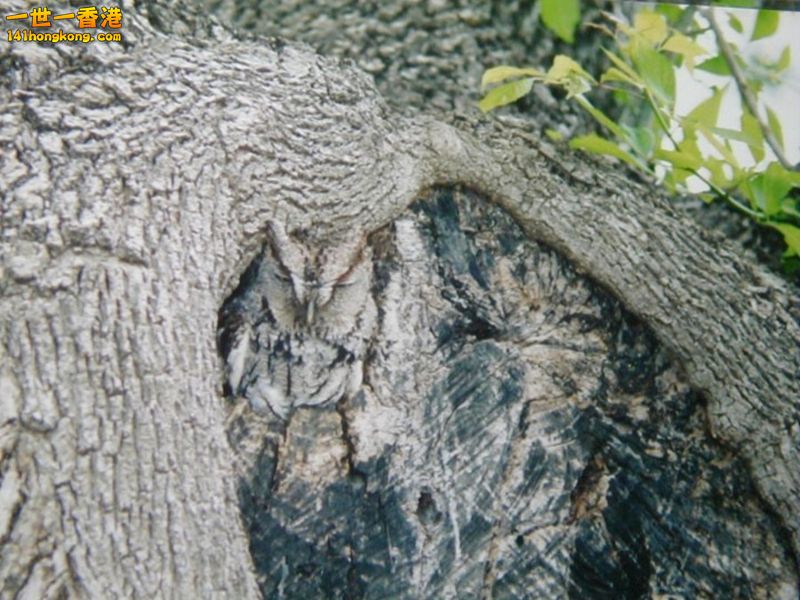 camouflage_owl_22.jpg